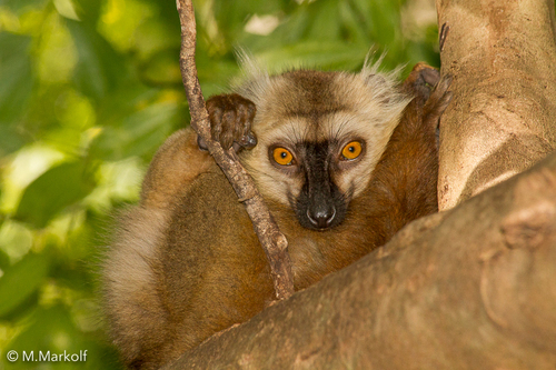 Sanford's Brown Lemur