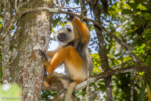Diademed Sifaka
