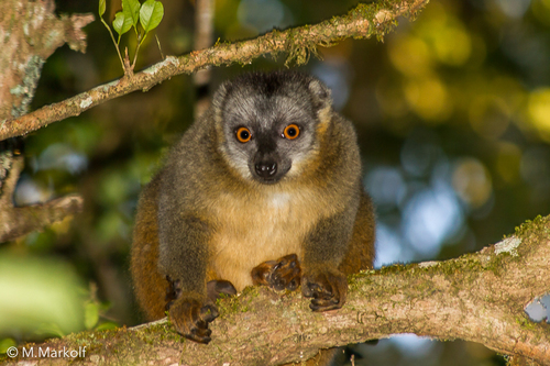 White-collared Lemur