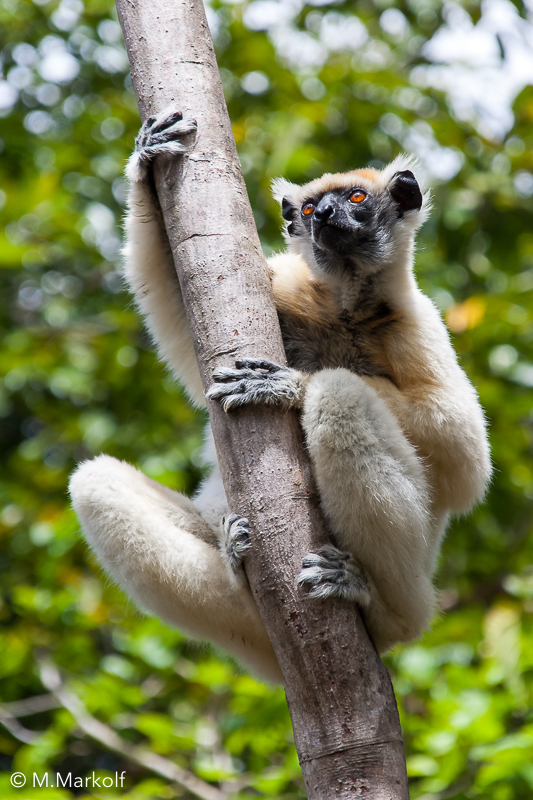 golden crowned sifaka