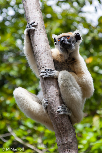 Golden-crowned Sifaka