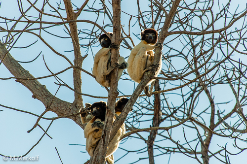 Crowned Sifaka
