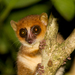 Simmons' Mouse Lemur - Photo (c) Matthias Markolf, all rights reserved