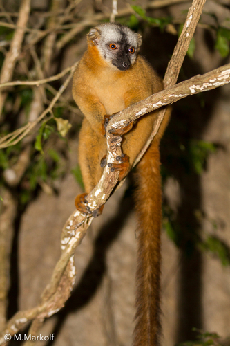 Red Brown Lemur