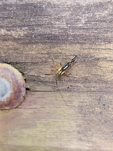 Dictyopsocus pennicornis