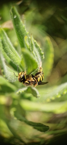 Florentine Woolcarder Bee