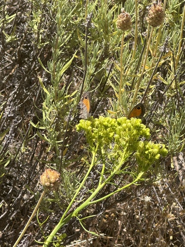 Southern Gatekeeper