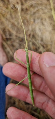 French stick insect