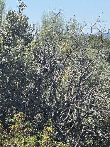 Iberian Magpie