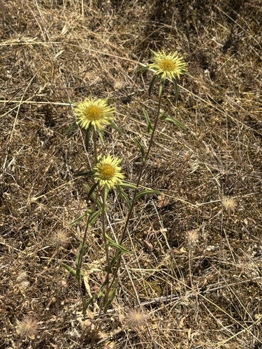 Spiny Starwort