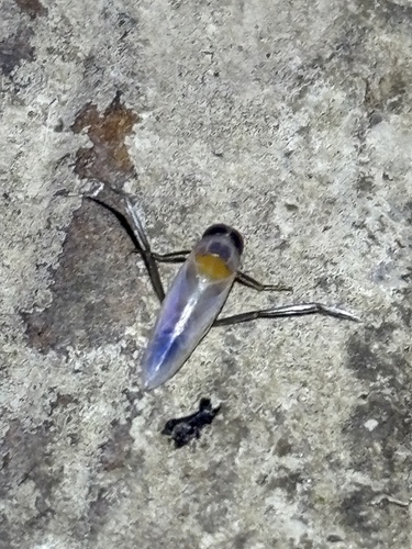 Buenoa