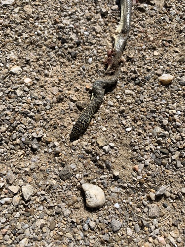 Green Whip Snake