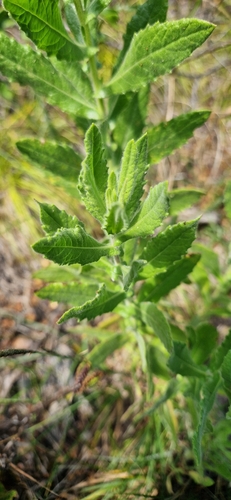 false yellowhead