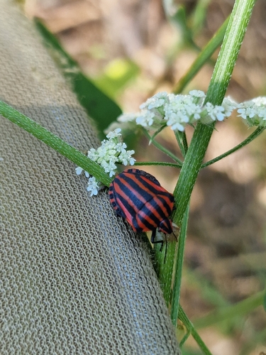 European Striped Shield Bug