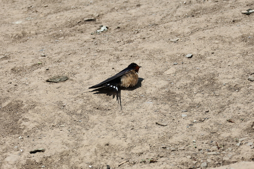 Barn Swallow