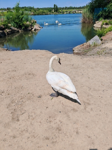 Mute Swan