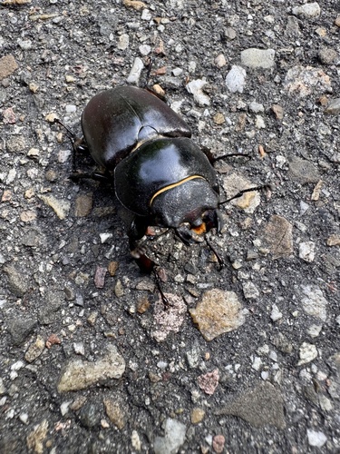 European Stag Beetle