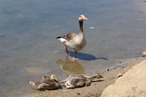 Greylag Goose