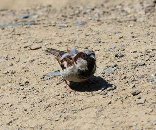 House Sparrow