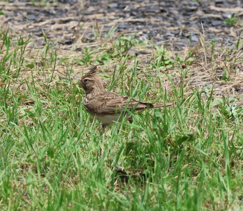 Crested Lark