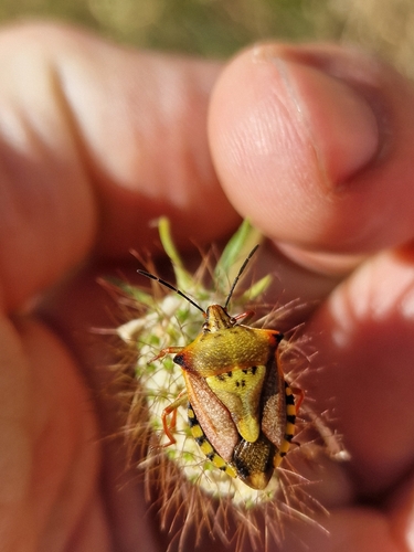 Red Shield Bug
