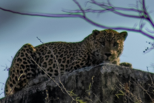 Indian Leopard