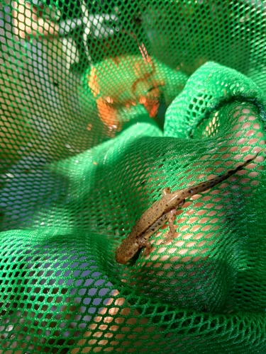Bosca's newt