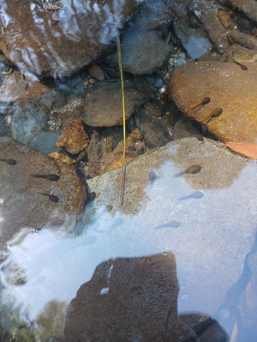 Iberian Frog