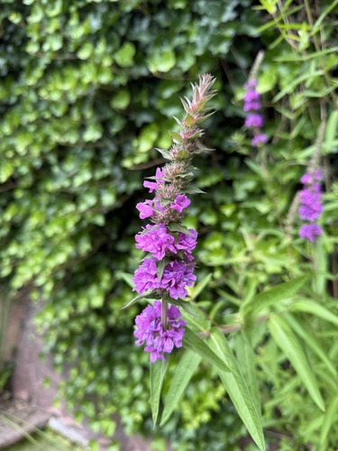 purple loosestrife