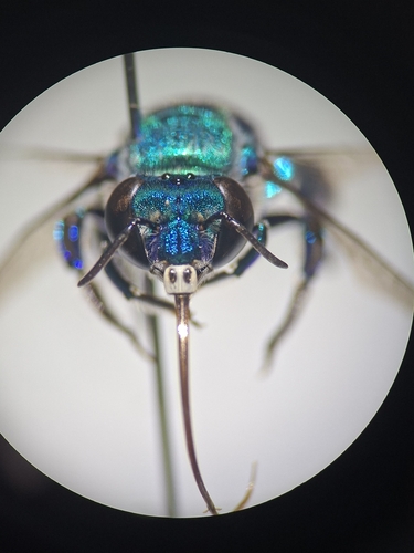 Euglossa securigera