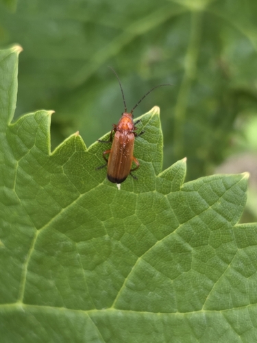 Common Red Soldier Beetle