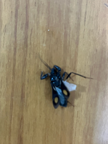 Rasahus hamatus