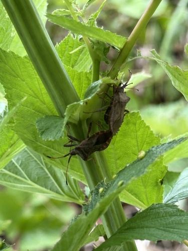 Dock Bug