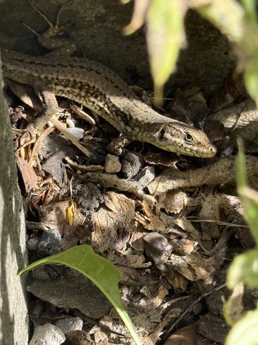 Common Wall Lizard
