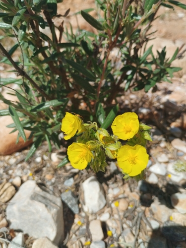 Syrian Rock-rose