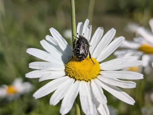 Mediterranean Spotted Chafer