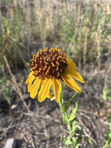 Texas Blueweed