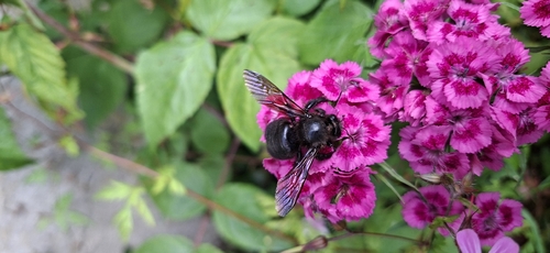 Violet Carpenter Bee