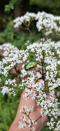 European Rose Chafer
