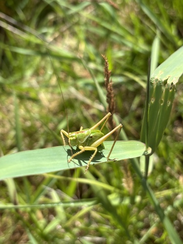 Great Green Bush-cricket