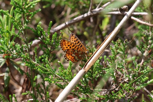 Pearl-bordered Fritillary
