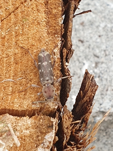 Xylotrechus smei
