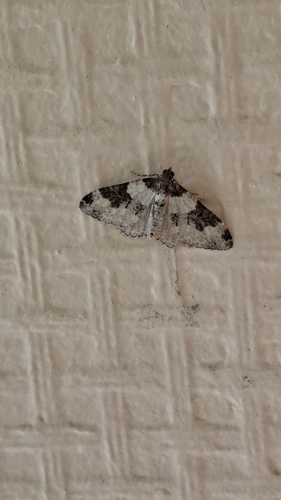 Garden Carpet