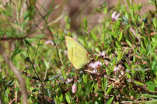 Moorland Clouded Yellow