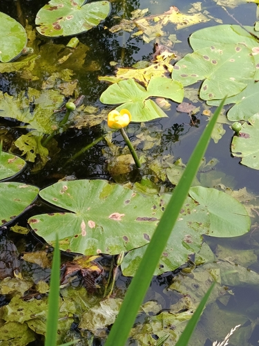yellow water-lily