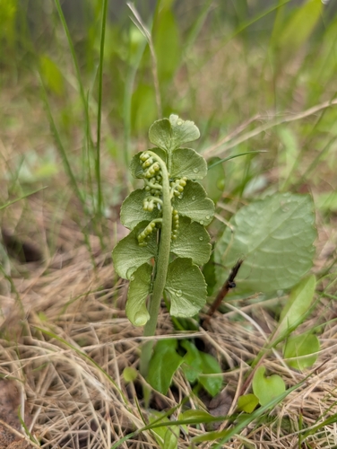 common moonwort