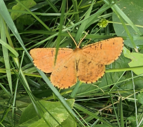 Orange Moth
