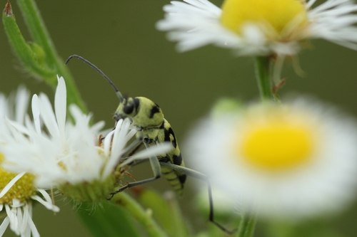 Grape Wood Borer
