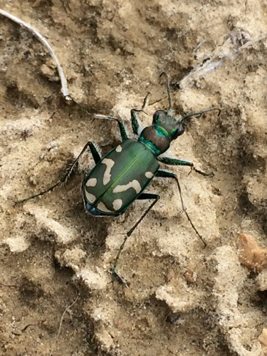 Badlands Tiger Beetle (Cicindela decemnotata) · iNaturalist