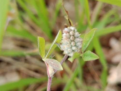 Knotted clover